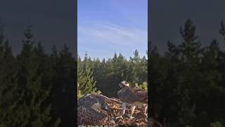 Osprey dad brings live fish for chick ospreynest osprey fish birds shorts wildlife nature [upl. by Thorwald]