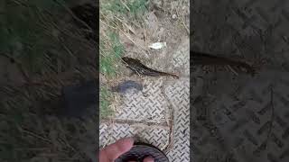 Garayi fish catching video 😍😍😱trending viralvideo villagefishing machhi carpfish fish [upl. by Meyeroff]