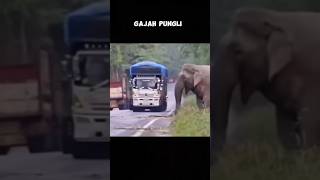 Terekam Kamera Gajah Melakukan Pungli shorts [upl. by Glaser]