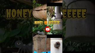 Traditional  Modern  honey plants [upl. by Bellina]