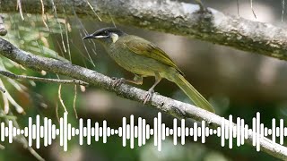 Lewins Honeyeater Call  Australian Bird Sounds amp Songs [upl. by Jessamine]