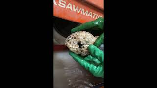 Cutting open an Agatized coral head geode agatizedcoral [upl. by Lelah]