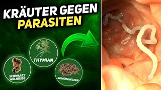 7 Kräuter gegen Parasiten im Körper [upl. by Oicirtap984]