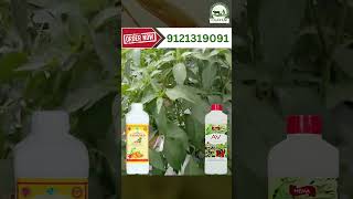 మిర్చి సాగులో NANO GOLD మరియు anti virus ప్రబావం 9121319091 [upl. by Odlabu]