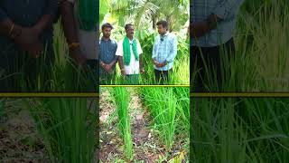 పండ్ల తోటలో వరి వారెవ్వా అంటున్నారు farming agriculture raitunestham [upl. by Neeuq30]