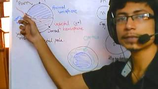 Developmental biology part 1  introduction and grey crescent formation [upl. by Meris]