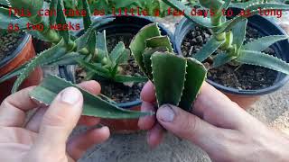 How to grow Aloe Vera from single leaf 100 root [upl. by Fonda]