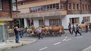 Cow Parade in Wilderswil Switzerland [upl. by Isnam]