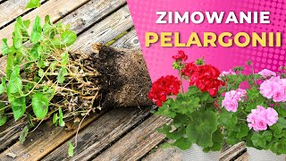 Jak przechowywać pelargonie przez zimę –2 sposoby [upl. by Nylzzaj]