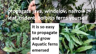 How to grow aquatic ferns in your tank or farm [upl. by Serafina]