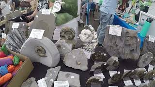 Yorkshire Fossil Festival Whitby 2023 fossils fossilhunting ammonites [upl. by Mw17]