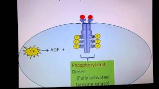 Receptor Tyrosine Kinase [upl. by Rodge930]