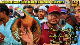 Lalukhet Exotic Birds Market Karachi 8924 Part 1  Hen and Rooster and Unique and Rare Parrots [upl. by Pren]