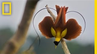 Tim Laman amp Ed Scholes Birds of Paradise  Nat Geo Live [upl. by Janela571]