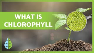 What is CHLOROPHYLL 🌿 Function Types and more 👇 [upl. by Hidie493]