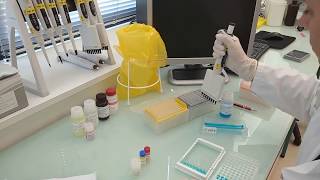 IDvet tutorial How to perform an ELISA test protocol for poultry testing [upl. by Atinrahs]