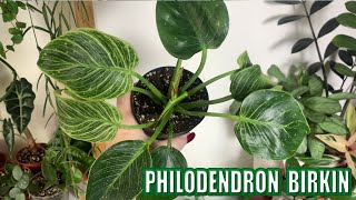 Jak pěstovat Philodendron Birkin [upl. by Oiziruam]