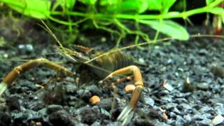 RED CLAW SHRIMP  Alpha Male [upl. by Makell]