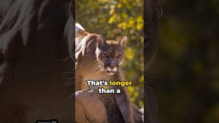 Cougars Unleashed 8 Shocking Facts [upl. by Peg]