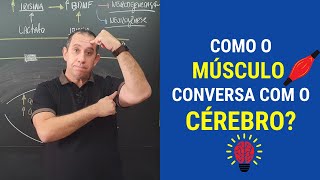 Como o Músculo conversa com o Cérebro [upl. by Lorsung]