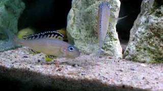 Xenotilapia papilio Tembwe  tarlo [upl. by Yramesor171]