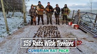 151 Rats With Terriers  Cumbrian Rat Pack [upl. by Aleakam]