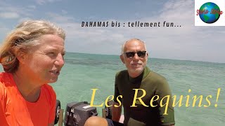 Des requins dans les Bahamas SV Storia Storia Vlog 75 [upl. by Hoi]