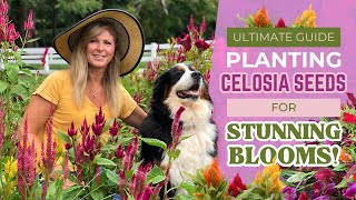 Ultimate Guide Planting Celosia Seeds for Summer Blooms [upl. by Theo]