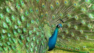 mor kee dhvani 🦚 मोर की ध्वनि  Beautiful Peacock Sound and Video [upl. by Forras]