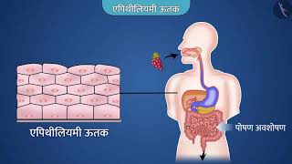 जंतु ऊतक  एपिथीलियमी ऊतकPart 11Animal Tissues  EpithelialHindiClass 9 [upl. by Urbai]