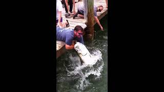 Fish Grabs Mans Arm THE Original Video  Tarpon Smackdown [upl. by Anayit]