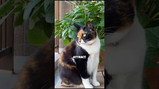 Japanese Bobtail Cats Good Luck Feline with a Unique Tail [upl. by Lorianna]