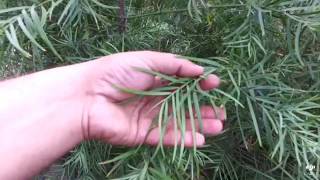 Podocarpus gracilior 15 gal [upl. by Anirtak]