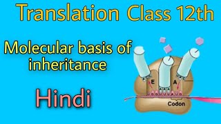 Translation biology class 12th by be educated in hindi [upl. by Mayrim]