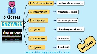 Classification and Nomenclature of Enzymes with Examples  6 Classes of Enzymes with Examples [upl. by Lua]