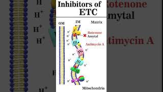 Inhibitors of ETC animation iitgate [upl. by Ailssa223]