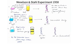 Biology XII  Mathew Meselson and Frank stahl experiment foryou viralvideo biology [upl. by Dnomasor]