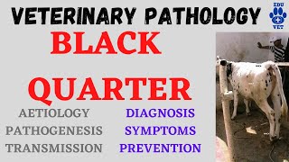 Black QuarterBlack Leg Disease [upl. by Eicyak]