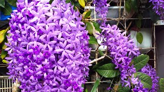 Sandpaper Vine Tree  Western Blue Bird Vine Plant Petrea volubilis [upl. by Conard]