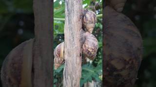 Snails climb up high trfishingtech snail shortsvideo shorts shortsfeed [upl. by Tankoos]