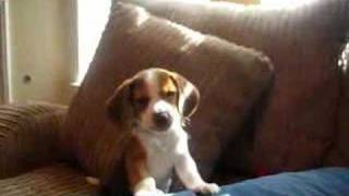 beagle puppy howl [upl. by Sergeant]