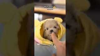 Is This The CUTEST Puppy Surprise Ever shorts puppy dogbreed doggos [upl. by Shinberg]