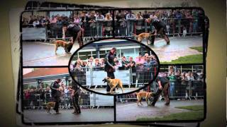 Garry  chiot malinois à Animal Expo 2011 [upl. by Ihn]