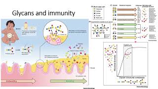 Glycans and Immunity Code 415 [upl. by Niar]