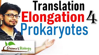 Translation elongation  translation in prokaryotes lecture 4 [upl. by Irneh516]