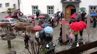 Viehscheid stört Hochzeit in Bad Hindelang [upl. by Lindi]