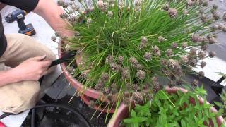 Drip Irrigation for container gardening  GardenFork [upl. by Murial]