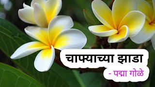 चाफ्याच्या झाडा  पद्मा गोळे  मराठी कविता  marathi kavita  marathi poem [upl. by Ereynihc786]