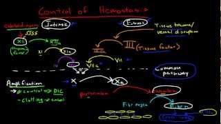 Physiologic Control of Hemostasis [upl. by Ellenwahs821]