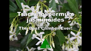 Trachelospermum jasminoides  The Best Climber Ever [upl. by Timothee]